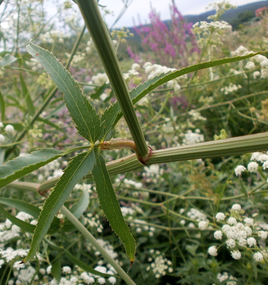 Image of Sium sisaroideum specimen.