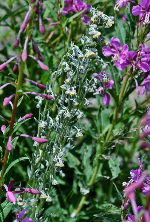 Image of genus Artemisia specimen.