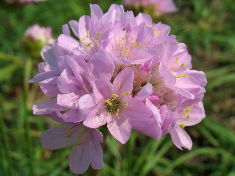 Image of Armeria maritima specimen.