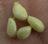 Poncirus trifoliata. Незрелые семена. Абхазия, Гудаутский р-н, г. Новый Афон, Афонская гора. 20 августа 2009 г.