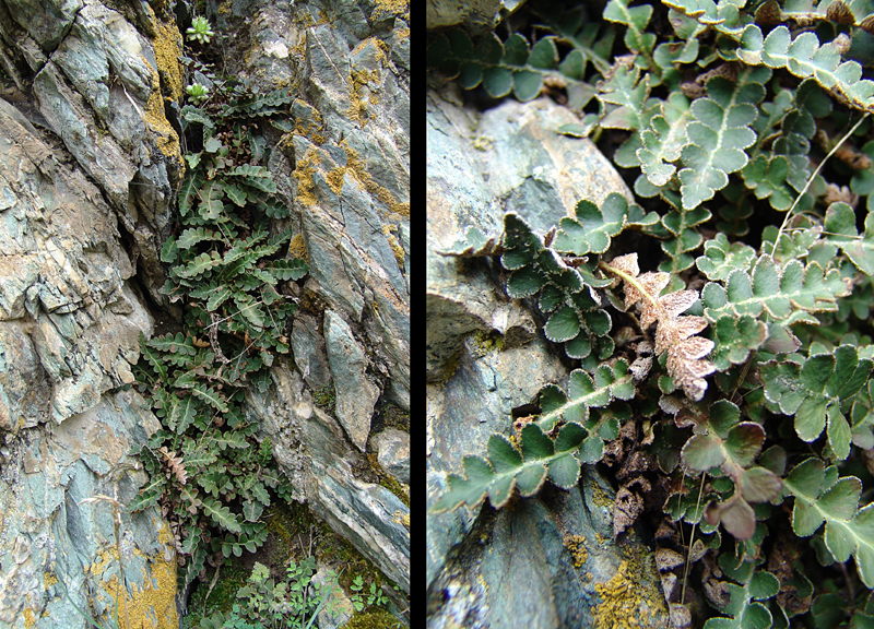 Image of Ceterach officinarum specimen.