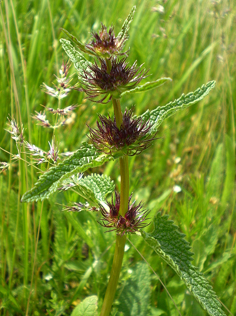 Image of Phlomoides tuberosa specimen.