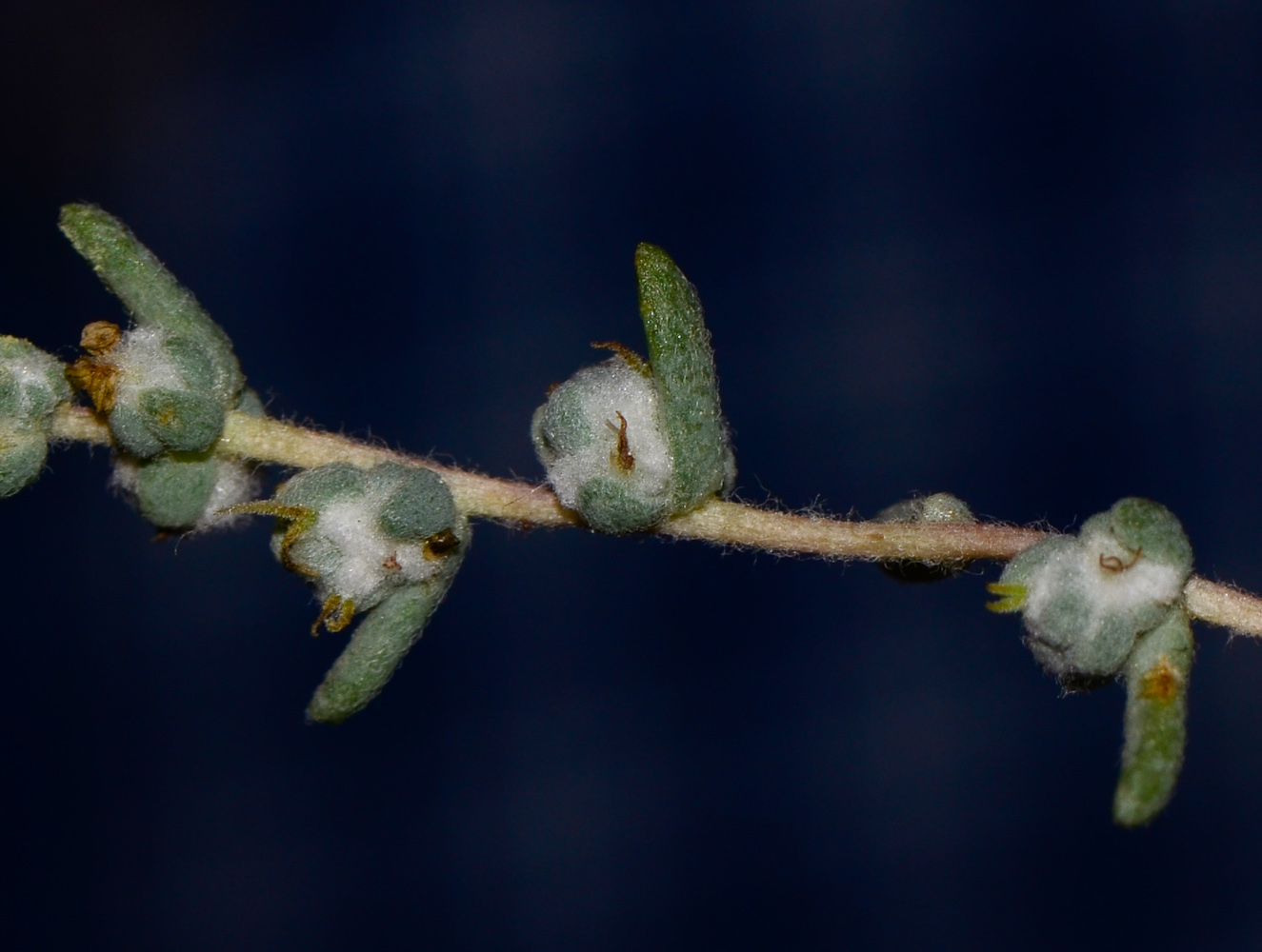 Image of Bassia arabica specimen.