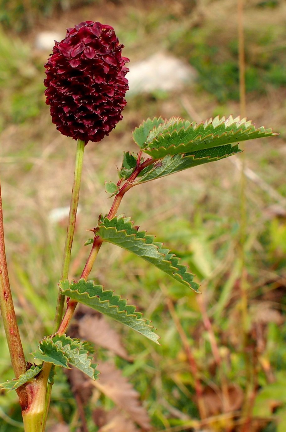 Изображение особи Sanguisorba officinalis.