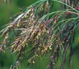 Phragmites australis