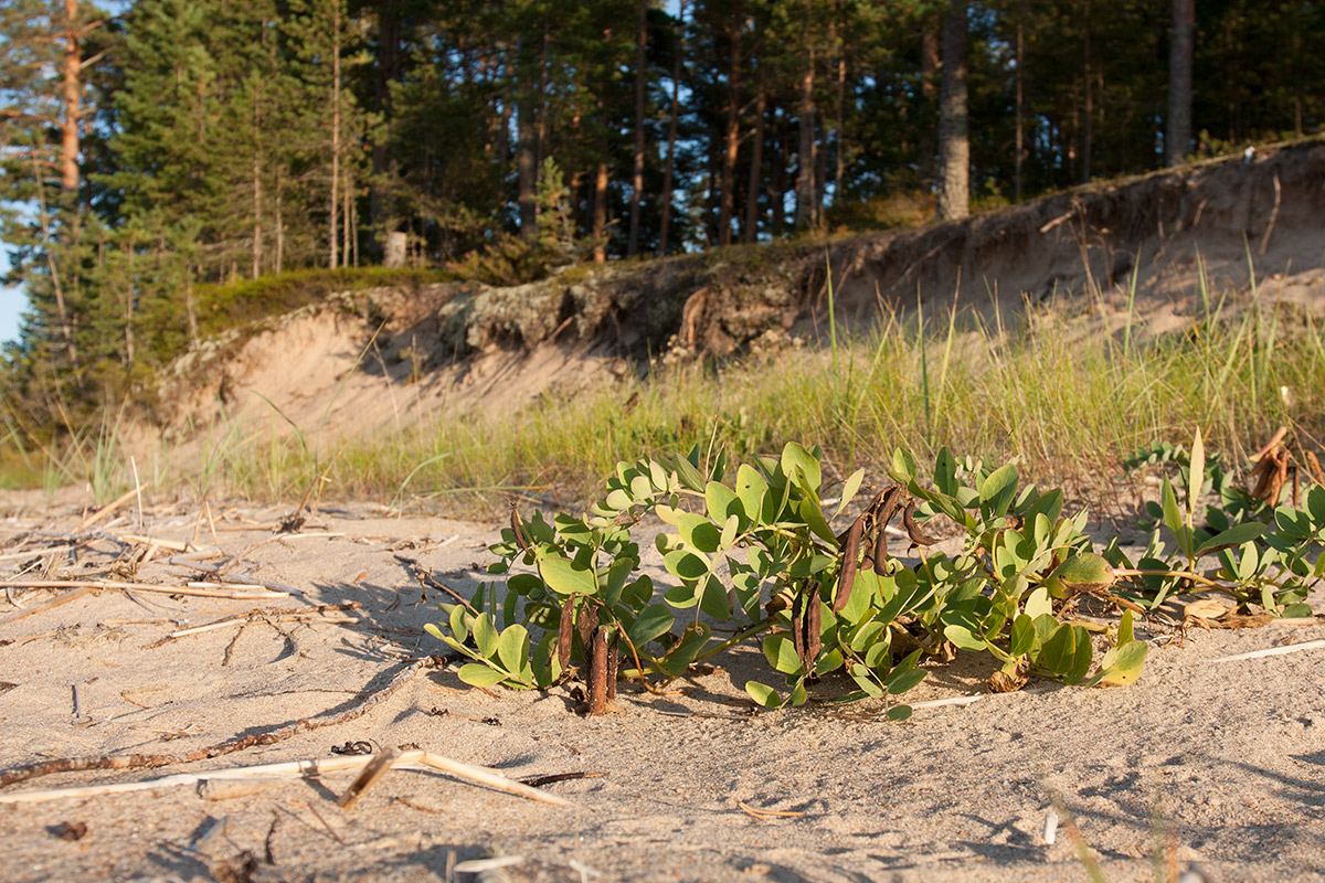 Image of Lathyrus japonicus ssp. maritimus specimen.