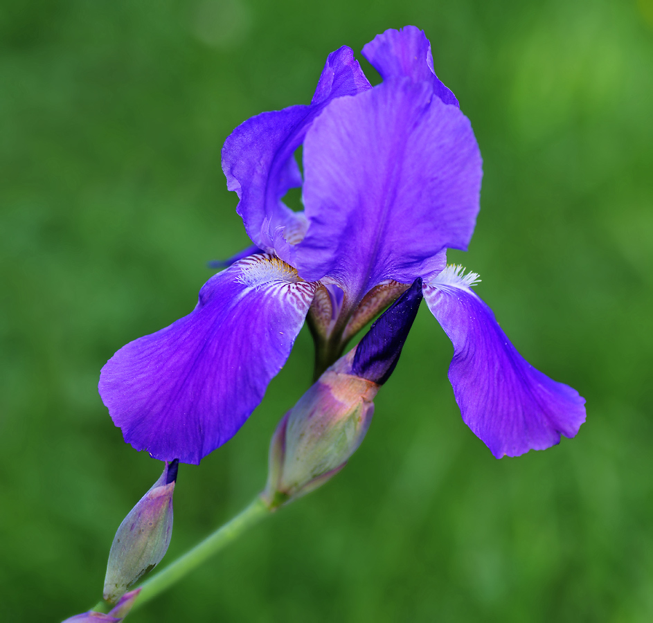 Image of Iris nyaradyana specimen.