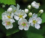 род Crataegus