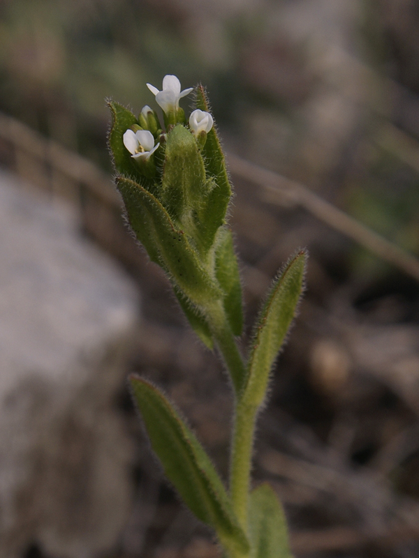 Image of Arabis borealis specimen.