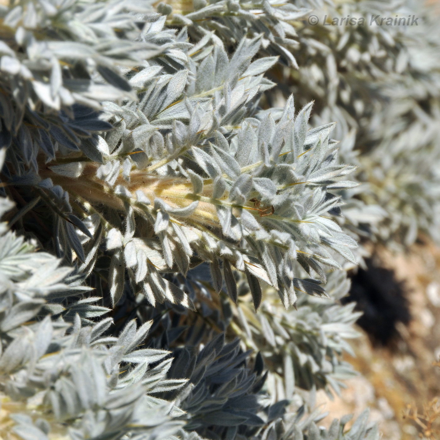 Изображение особи Astragalus arnacantha.