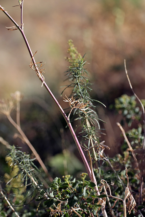 Image of Delphinium albomarginatum specimen.