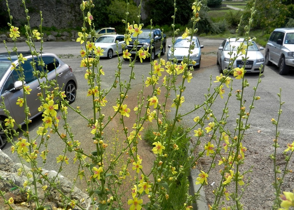 Изображение особи Verbascum chaixii.