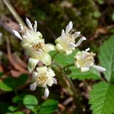 Rubus saxatilis. Соцветие. Свердловская обл., окр. г. Североуральск, сосново-еловый лес. 24.06.2014.