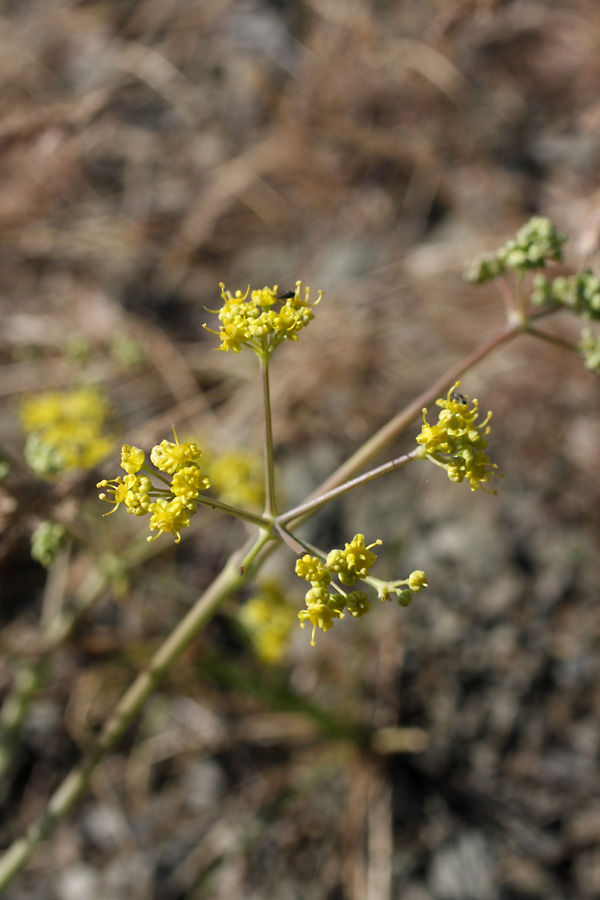 Изображение особи Ferula karataviensis.