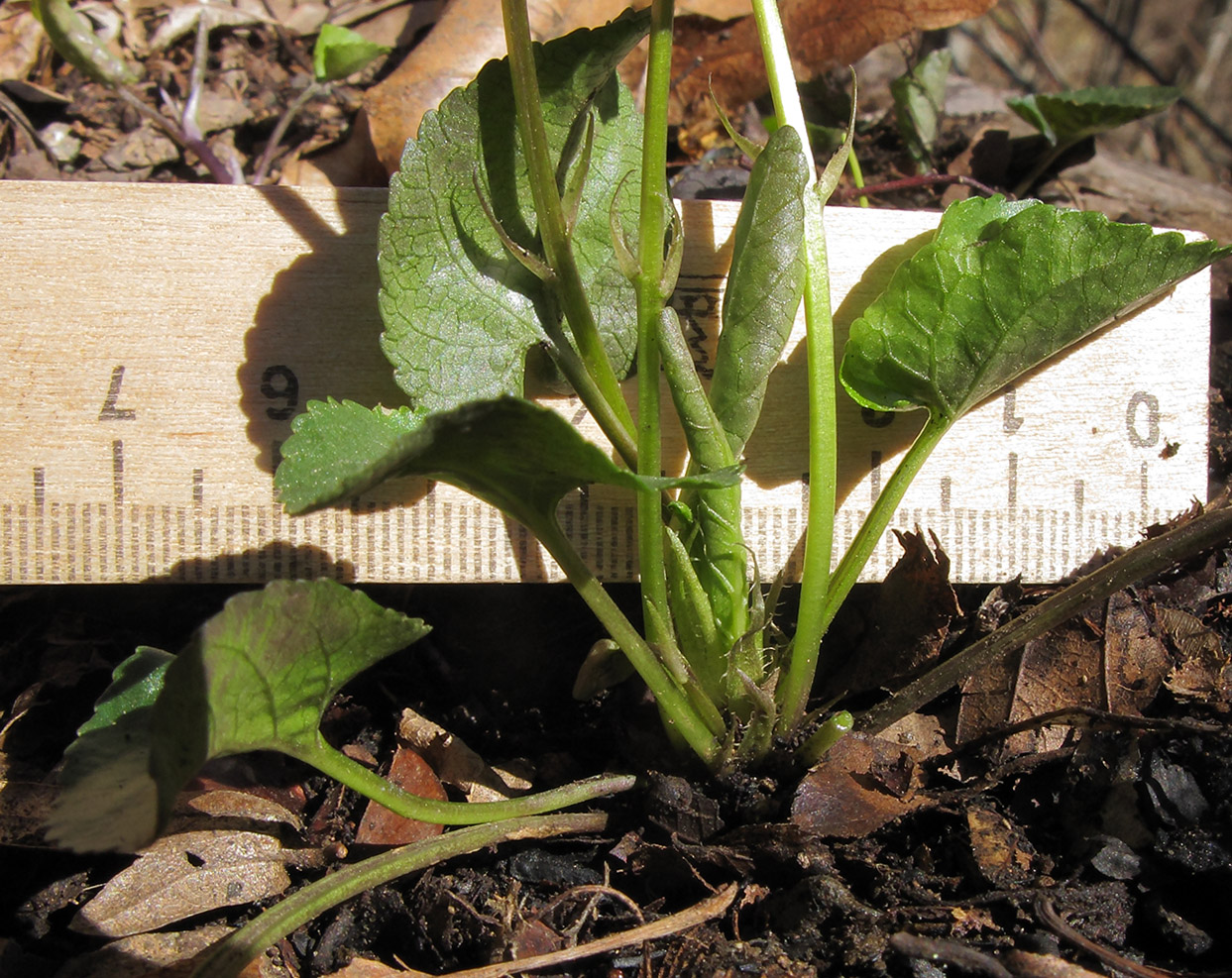 Image of Viola suavis specimen.