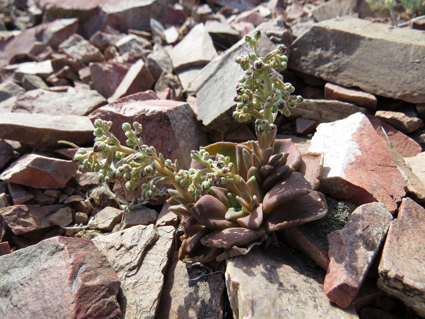 Изображение особи Rosularia glabra.