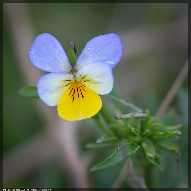 Изображение особи Viola tricolor ssp. alpestris.