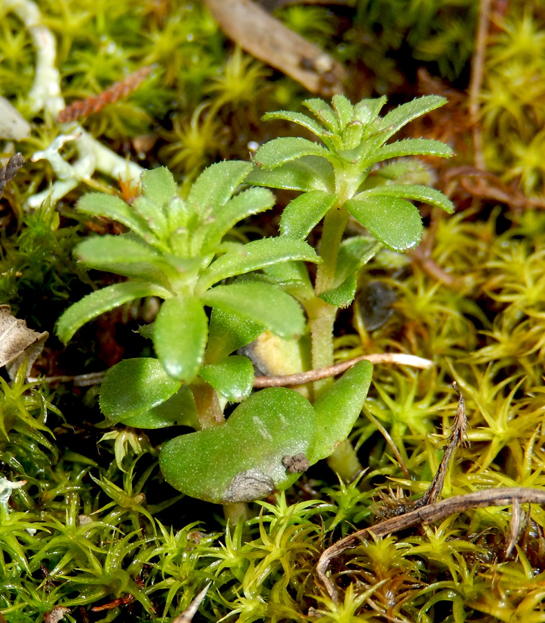 Изображение особи Asperula setosa.