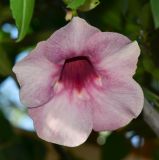 Allamanda blanchetii. Цветок. Израиль, Шарон, пос. Кфар Шмариягу, во дворе. 07.09.2014.