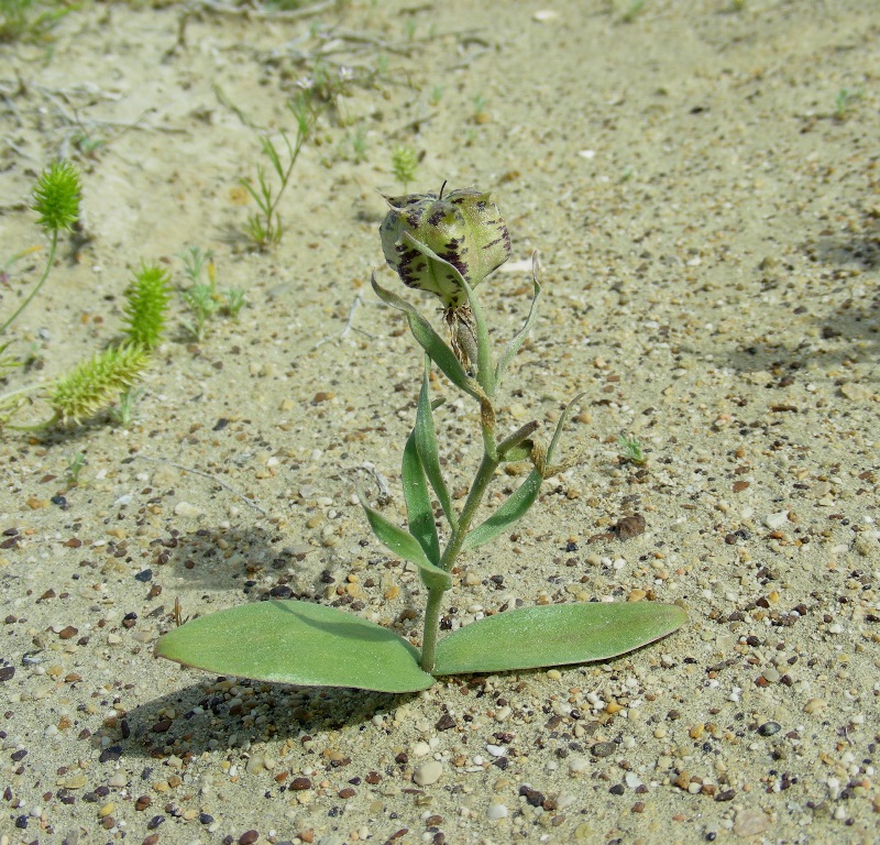 Изображение особи Rhinopetalum karelinii.