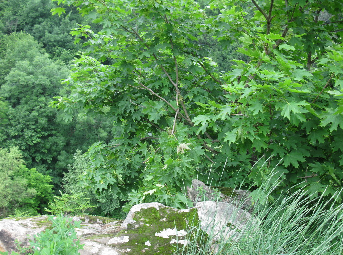 Image of Acer platanoides specimen.