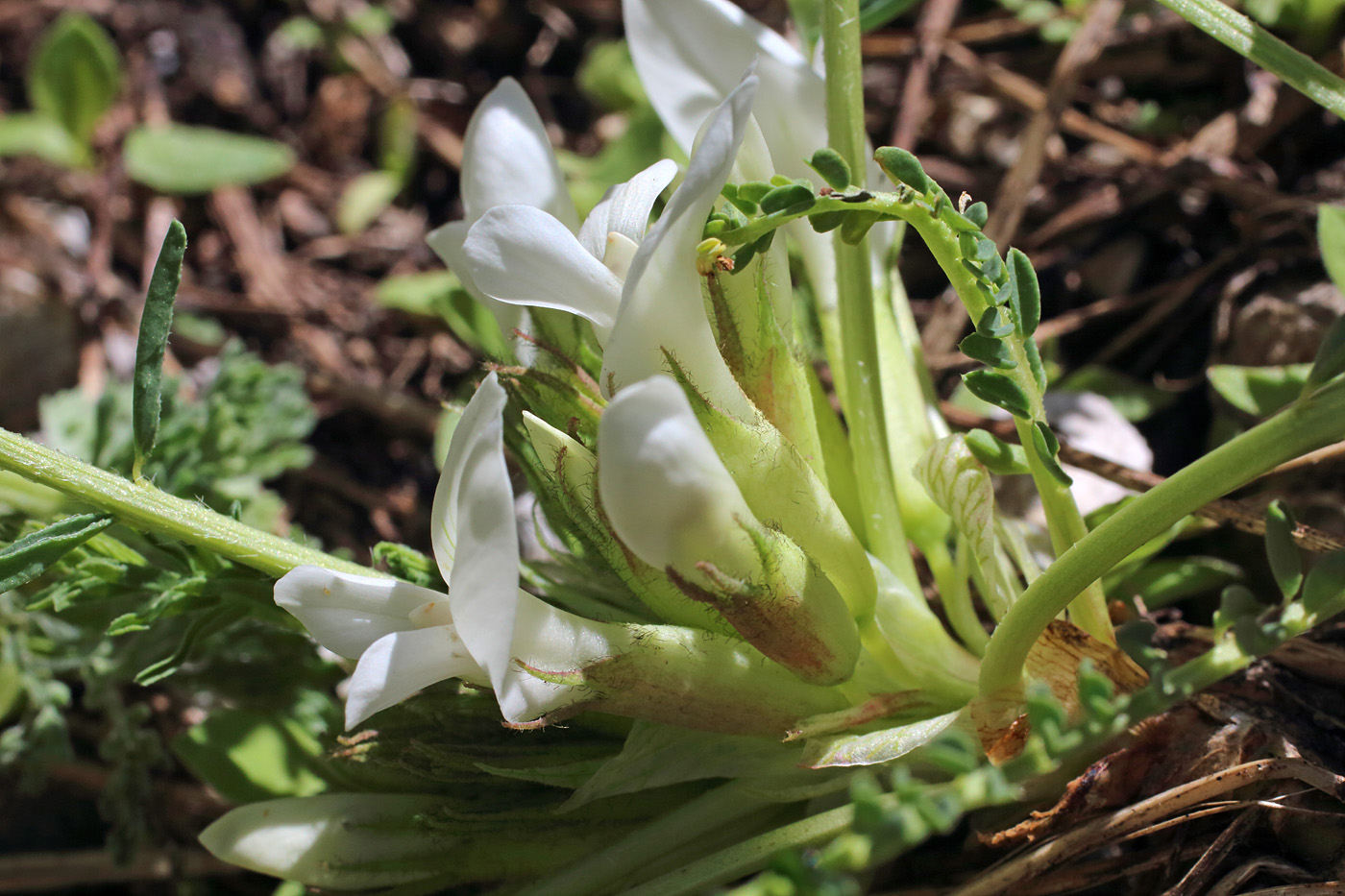 Изображение особи Astragalus chionanthus.