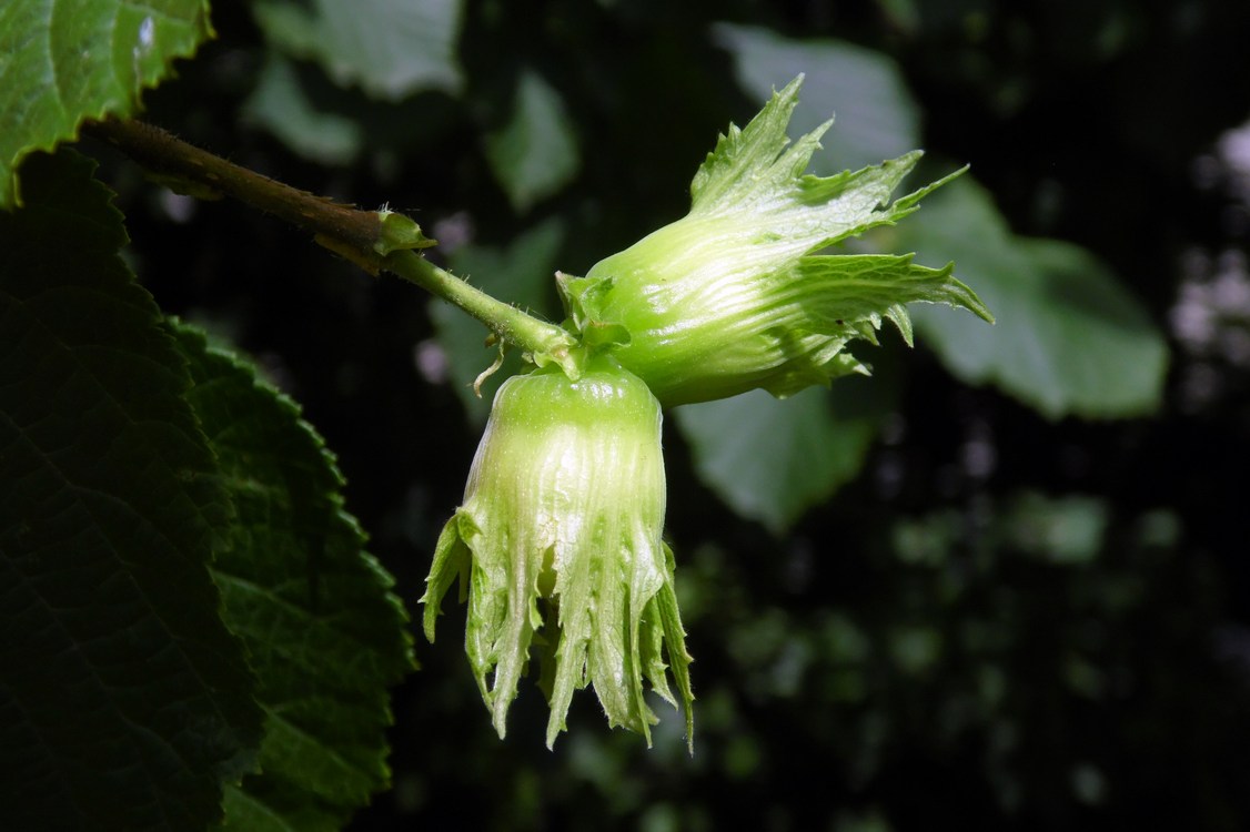 Изображение особи Corylus avellana var. macrotruncus.