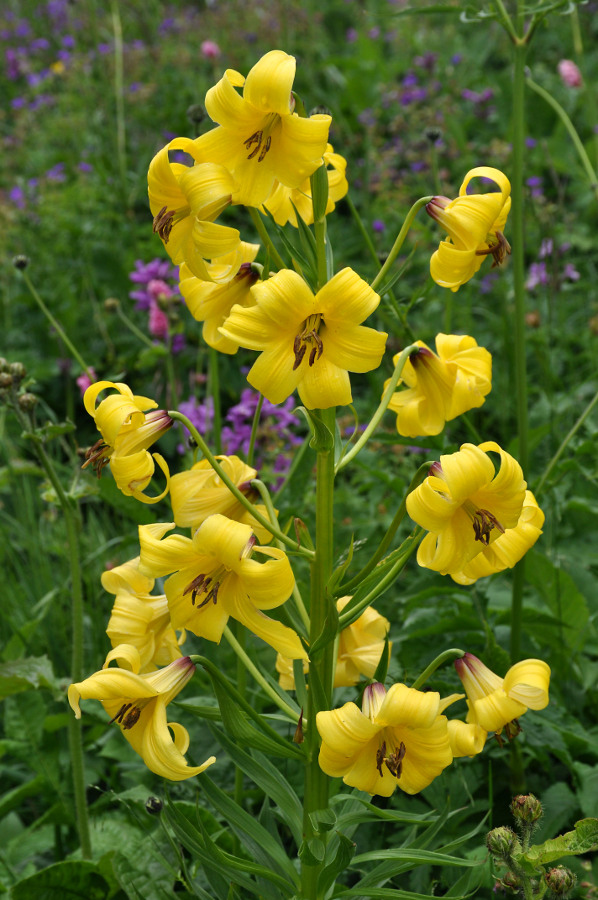 Image of Lilium monadelphum specimen.