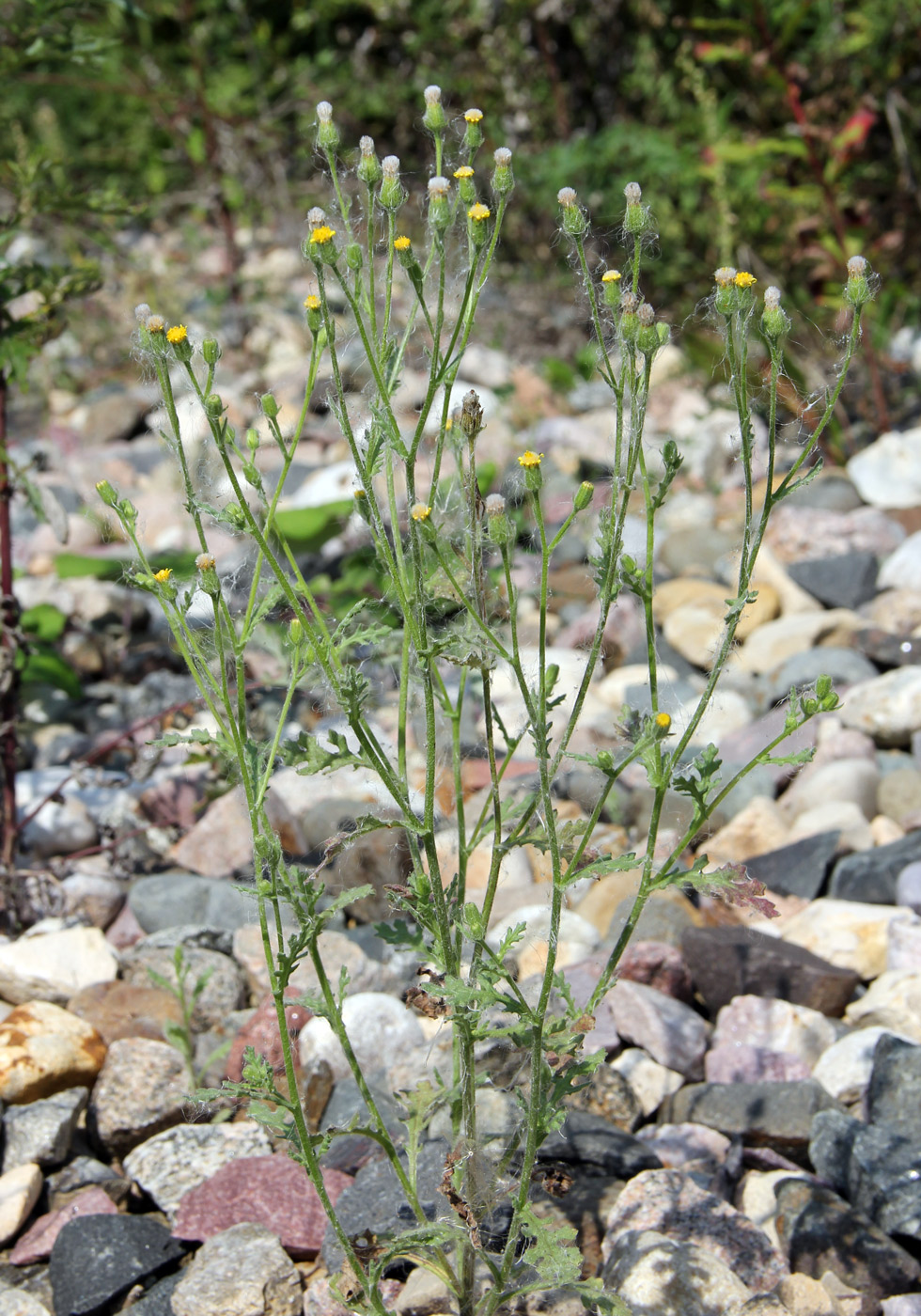 Image of Senecio viscosus specimen.