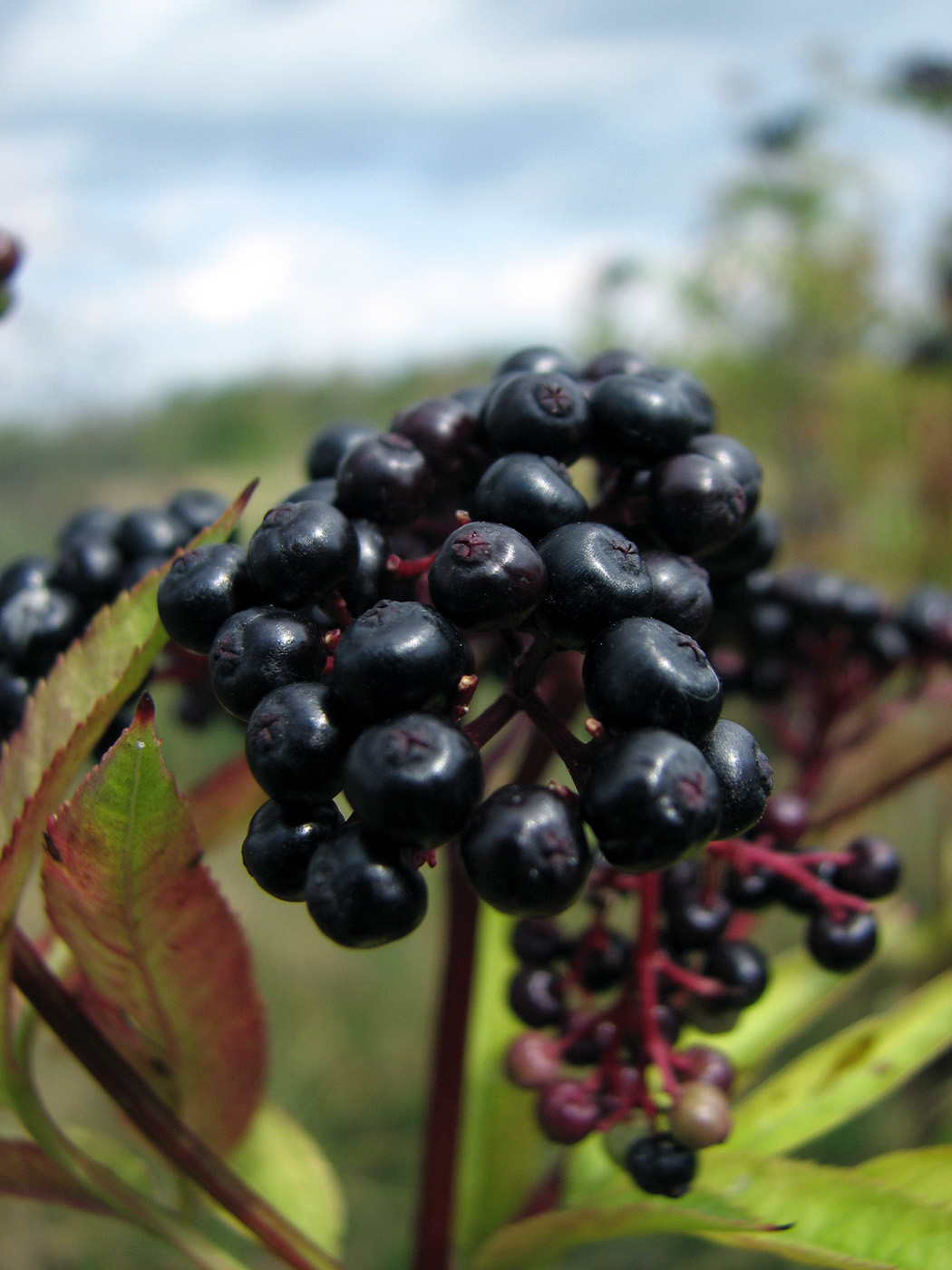 Изображение особи Sambucus ebulus.