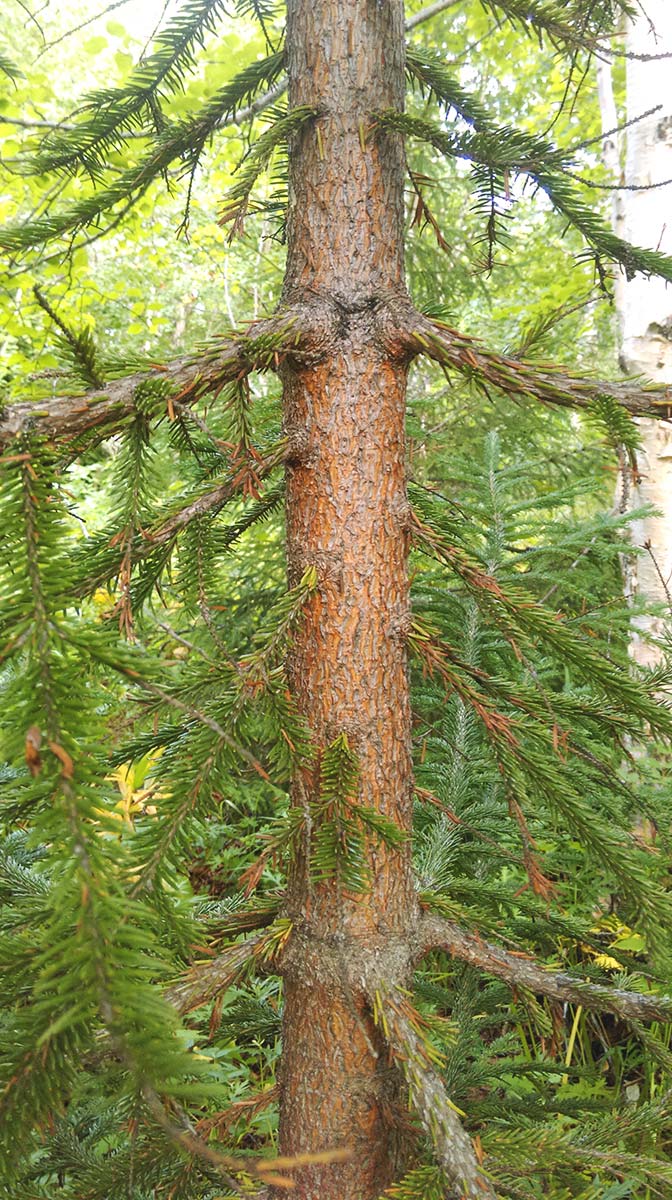 Изображение особи Picea abies.