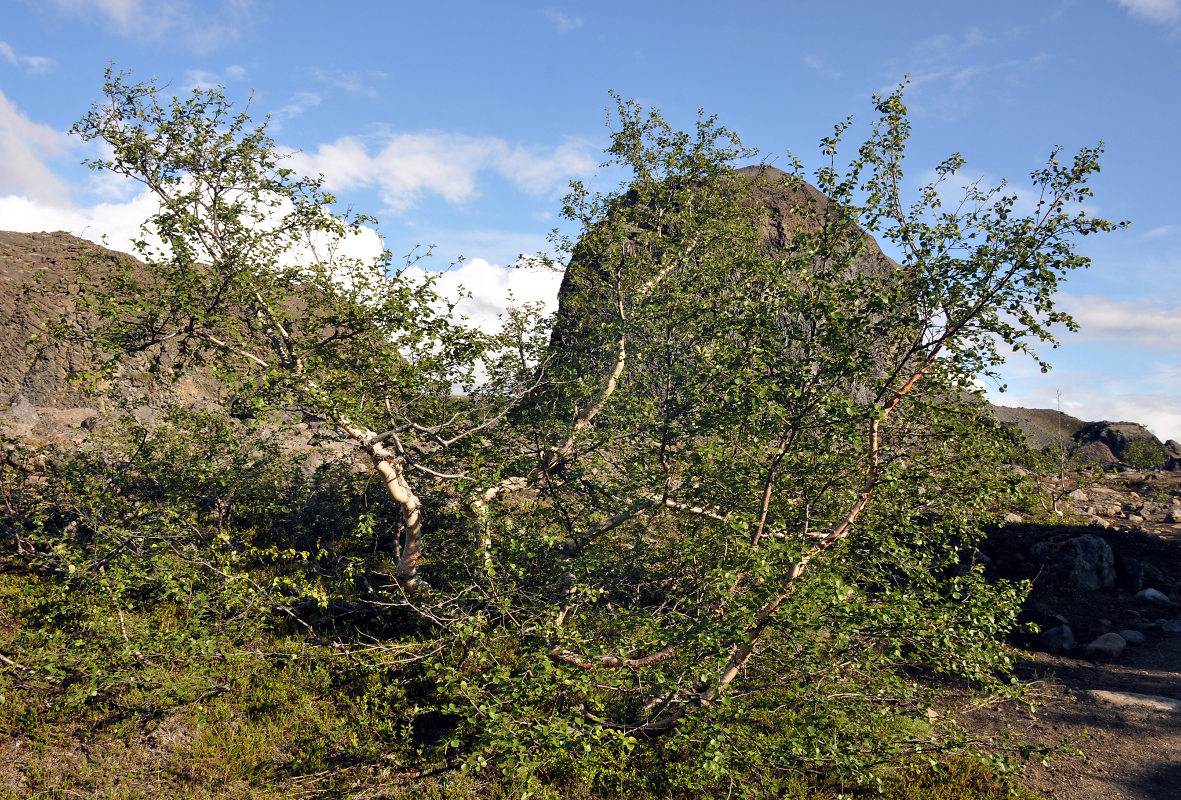 Image of genus Betula specimen.