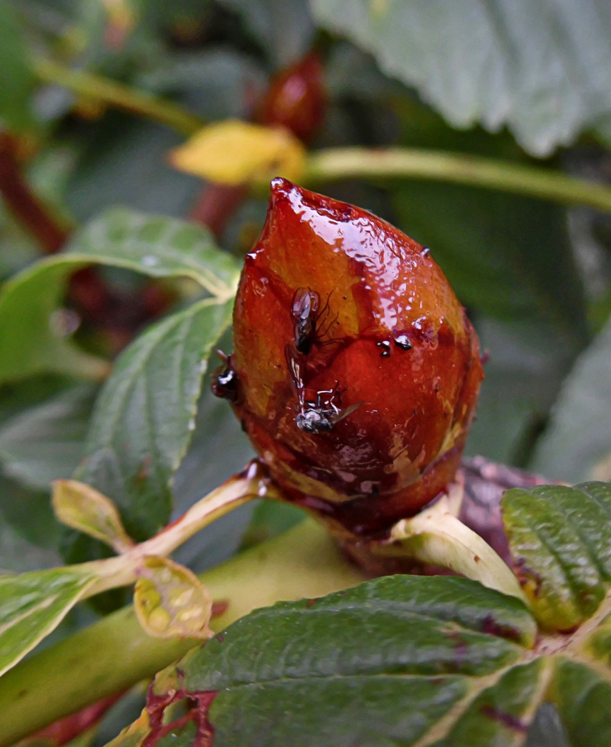 Image of Aesculus hippocastanum specimen.