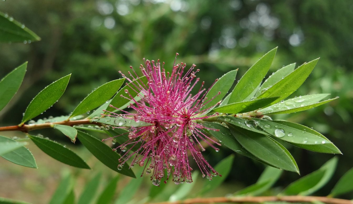 Image of genus Callistemon specimen.