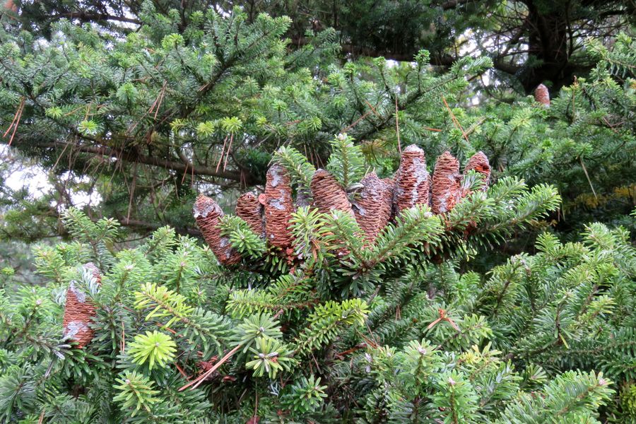 Image of Abies koreana specimen.