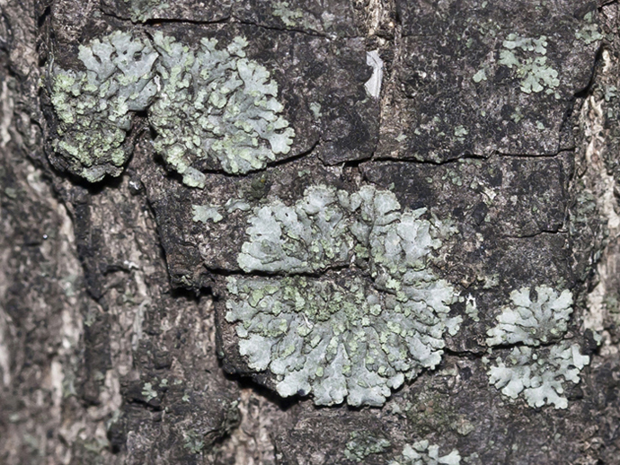 Image of Phaeophyscia orbicularis specimen.