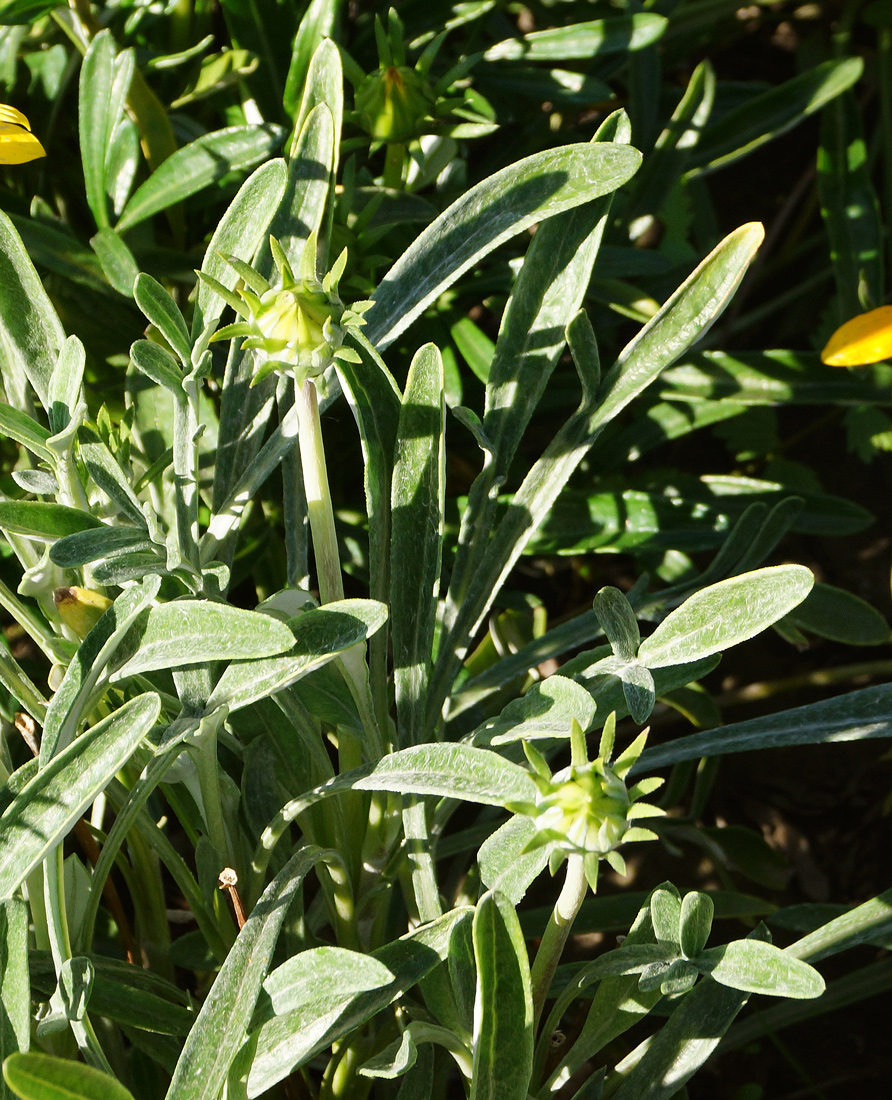 Image of Gazania &times; hybrida specimen.