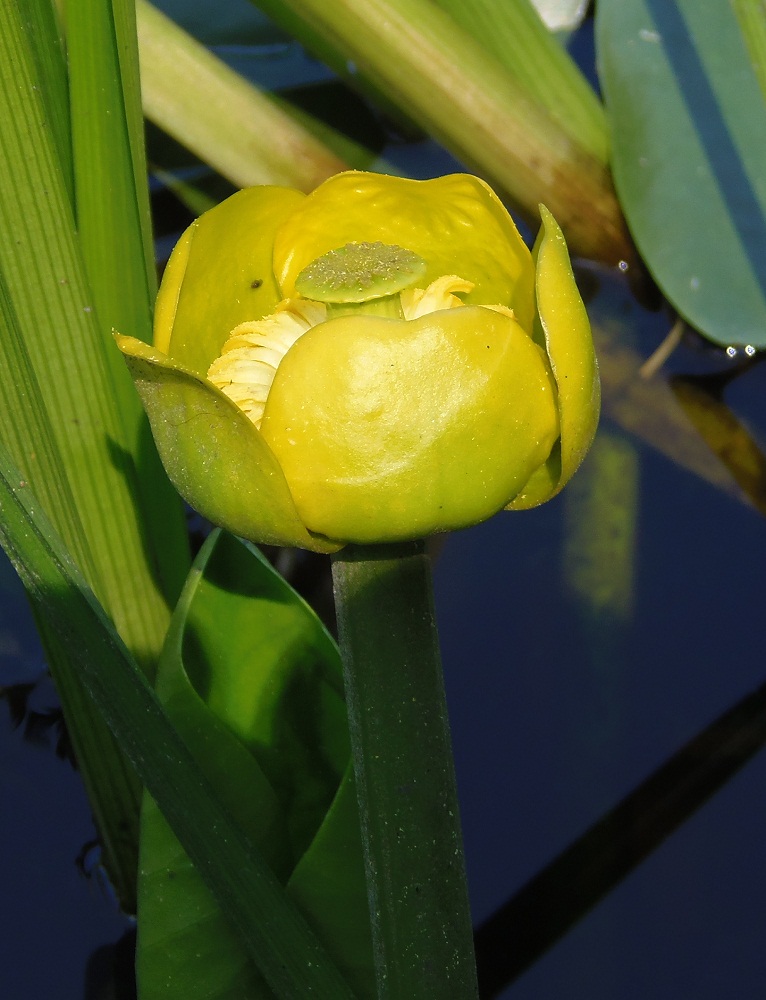 Изображение особи Nuphar lutea.