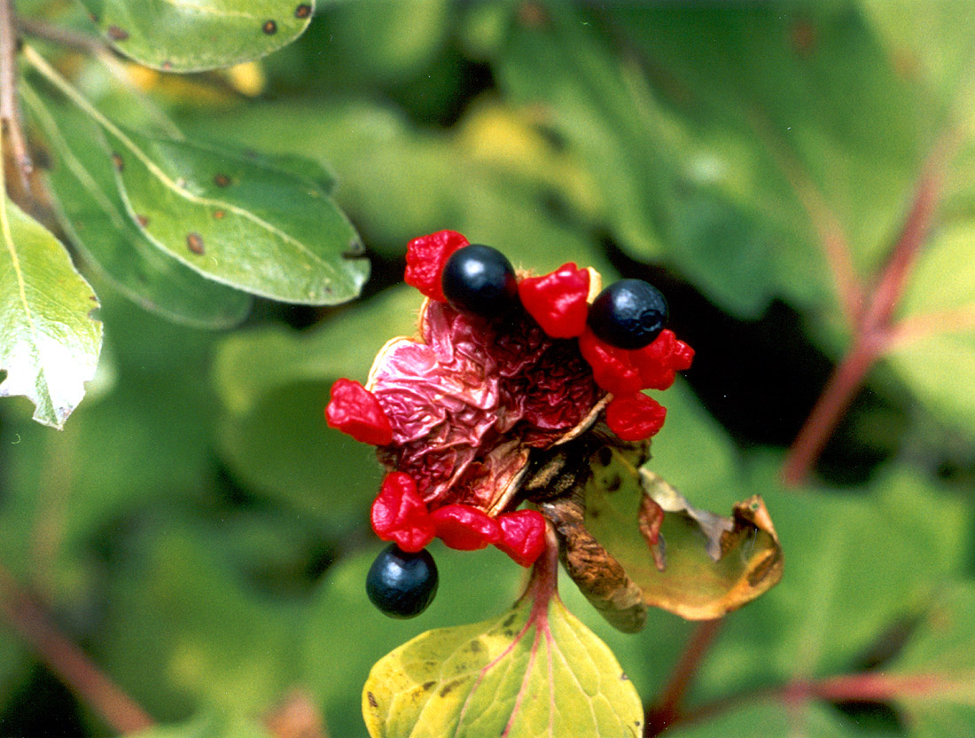 Image of Paeonia daurica specimen.