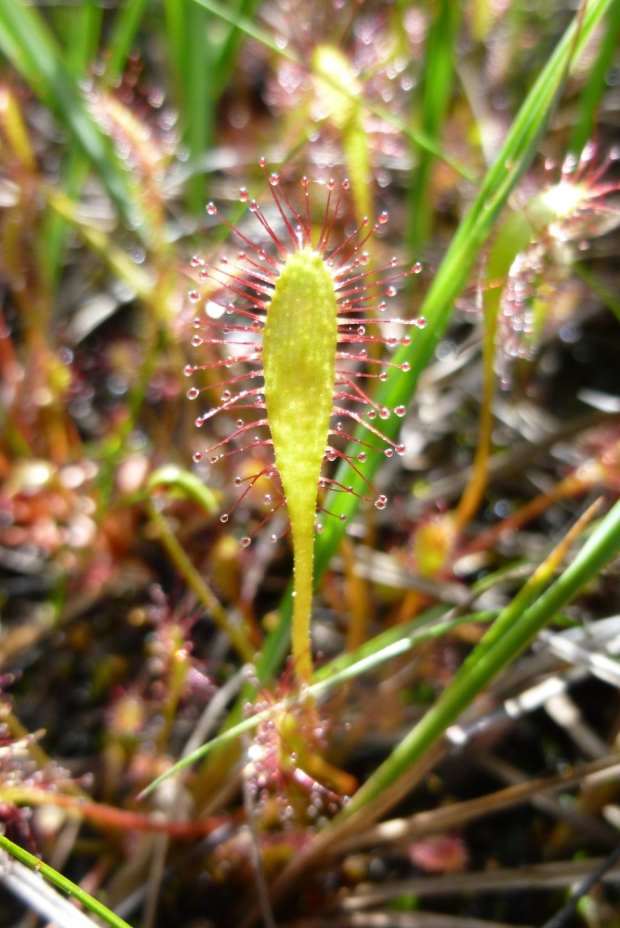 Image of Drosera anglica specimen.