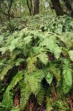 Polystichum munitum