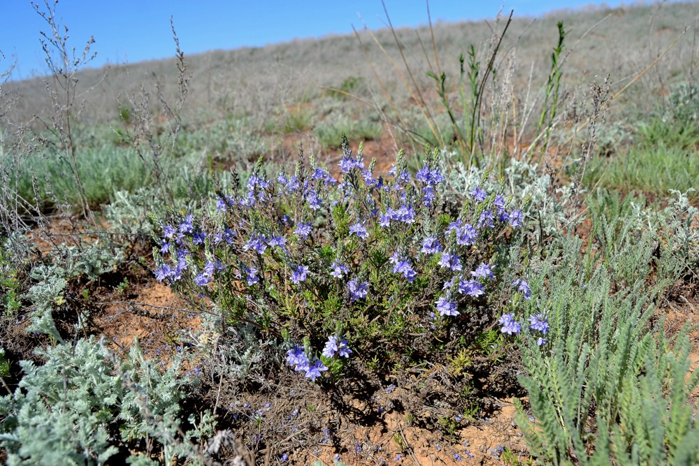 Image of Veronica capsellicarpa specimen.