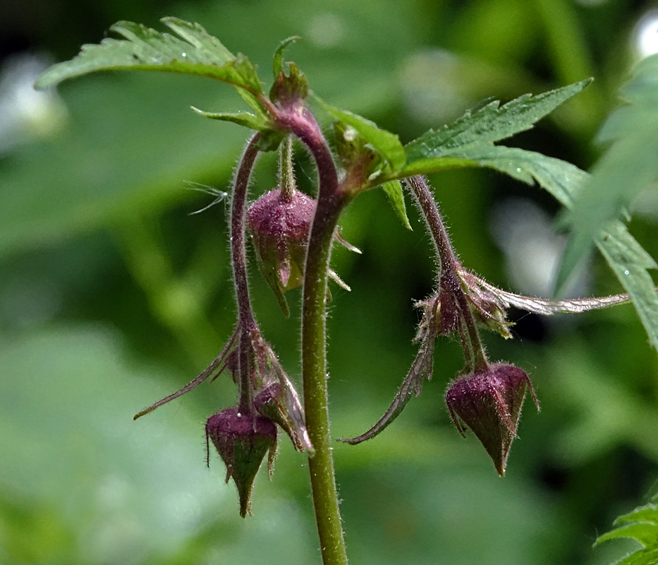 Image of Geum rivale specimen.