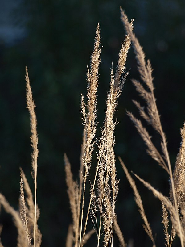 Image of Calamagrostis epigeios specimen.