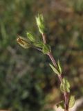 Arenaria leptoclados