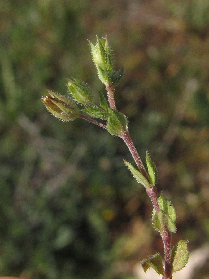 Изображение особи Arenaria leptoclados.