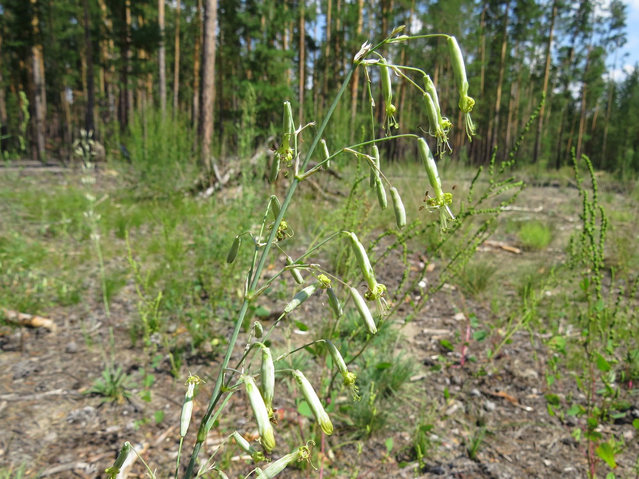 Image of Silene chlorantha specimen.