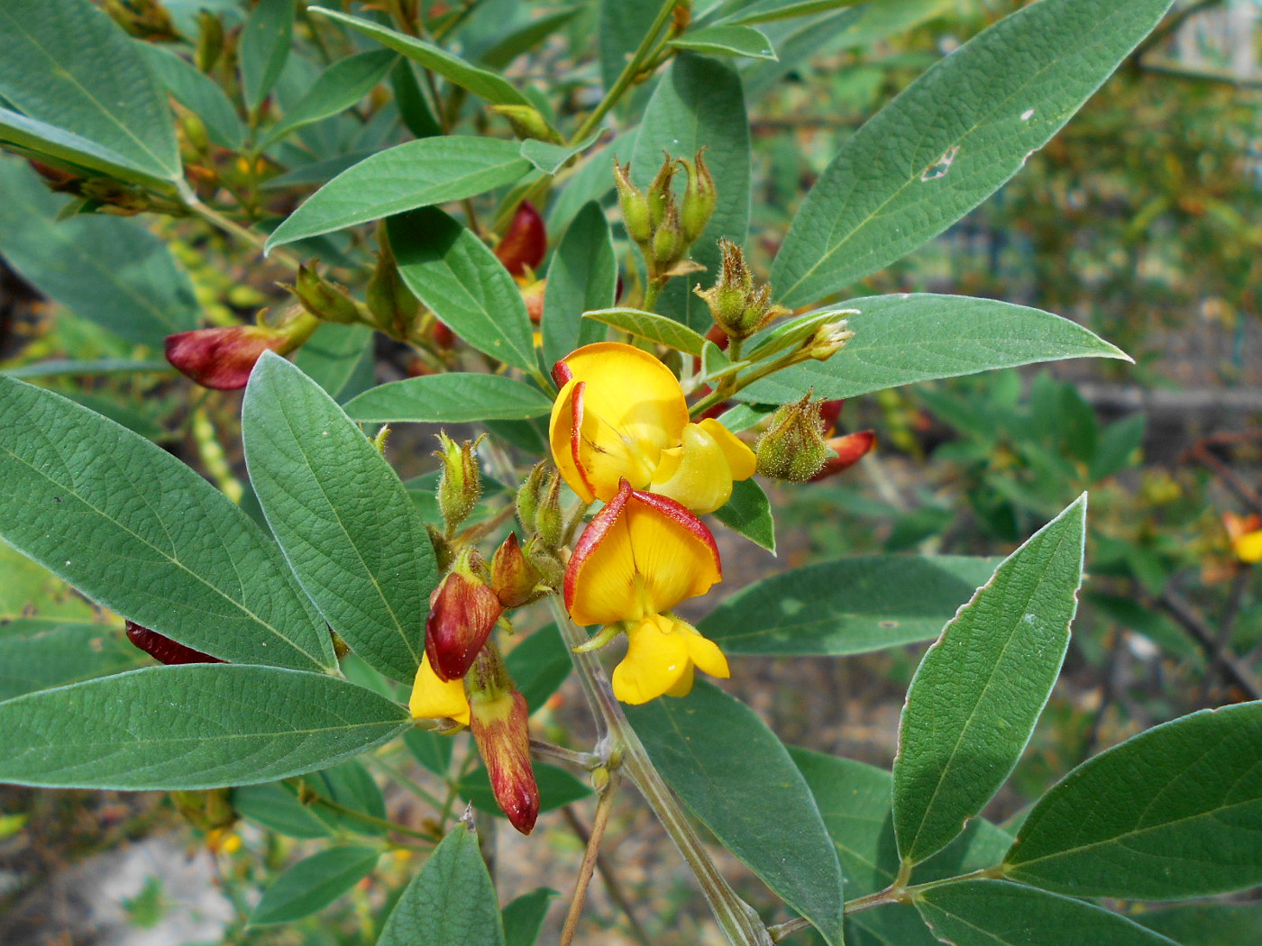 Image of Cajanus cajan specimen.