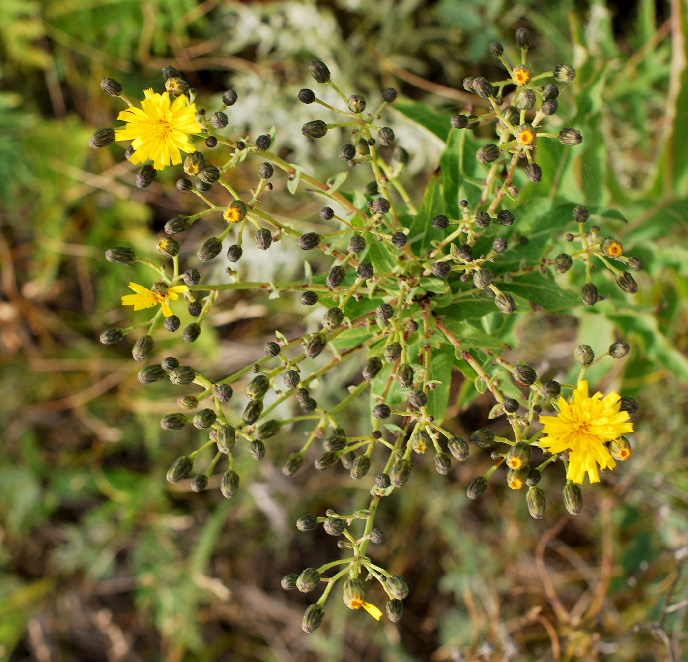 Изображение особи Hieracium robustum.