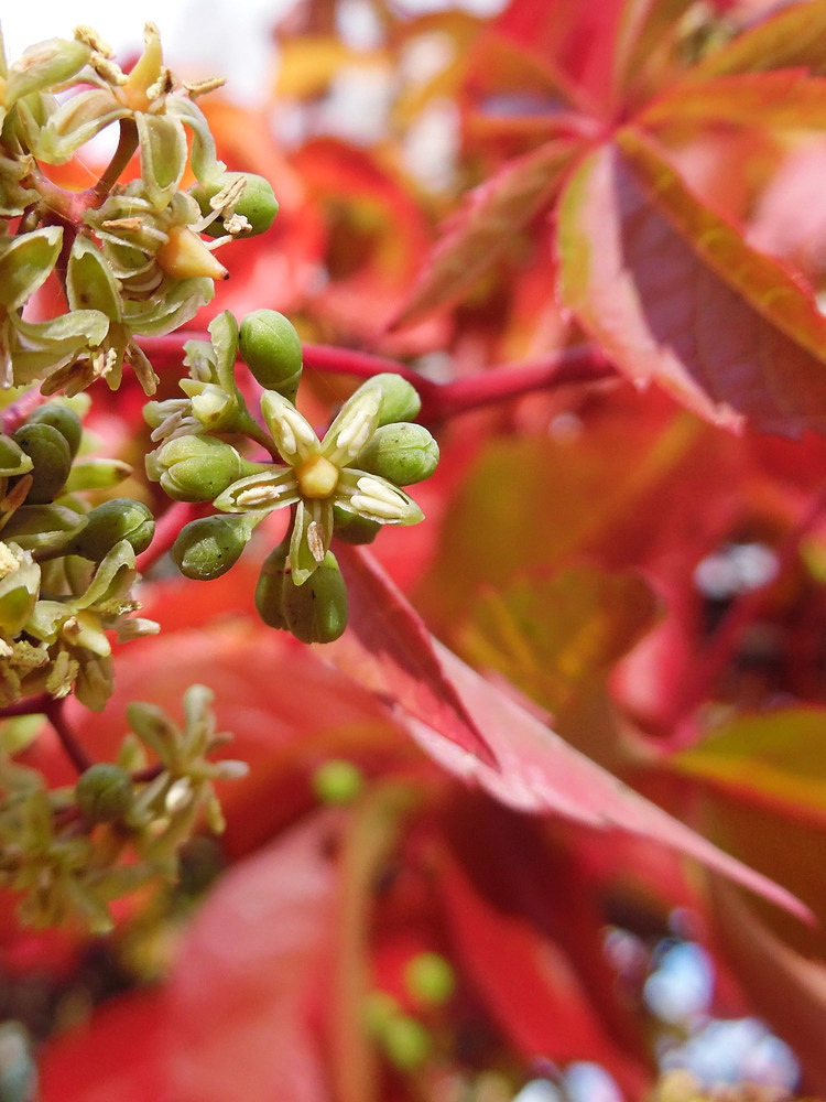 Изображение особи Parthenocissus quinquefolia.